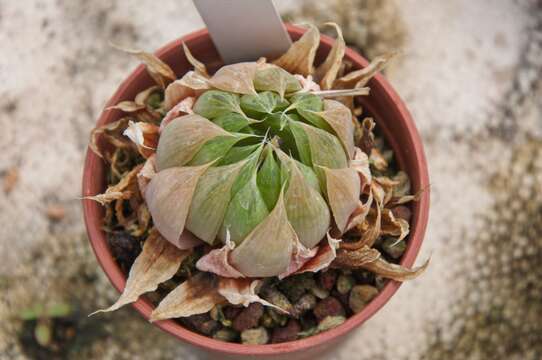 Image de Haworthia herbacea var. herbacea