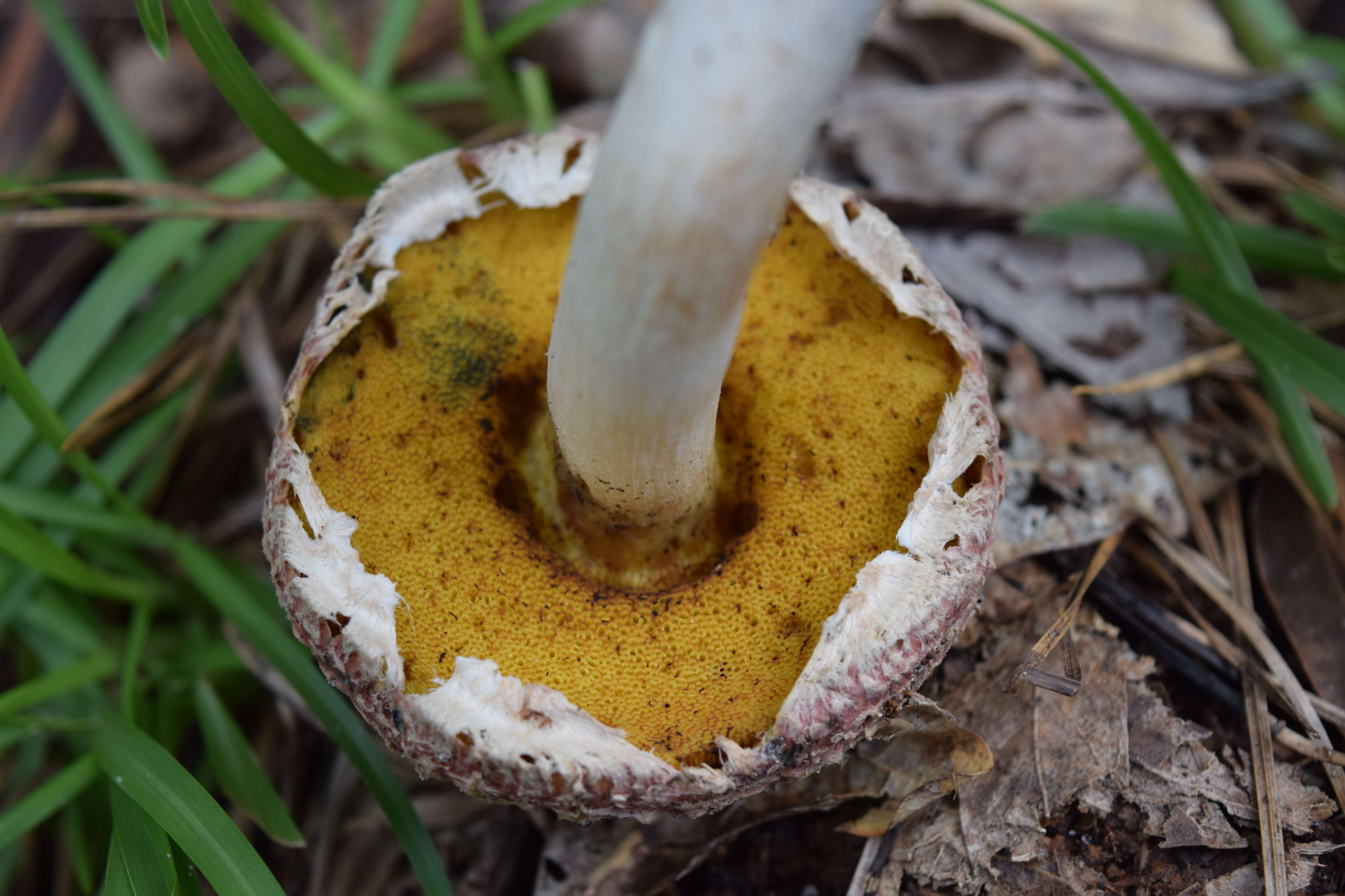 Image of Boletellus