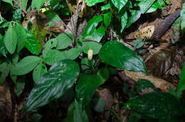 Image of Homalomena occulta (Lour.) Schott