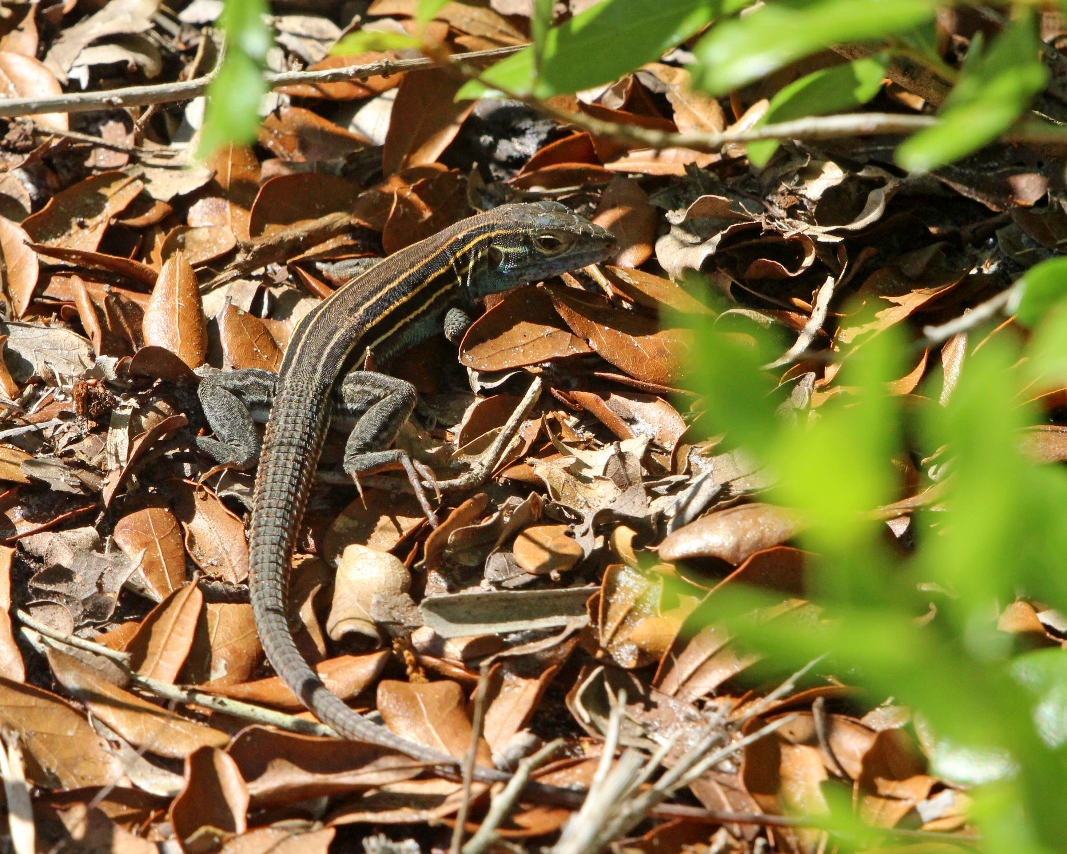 Image of Six-lined Racerunner