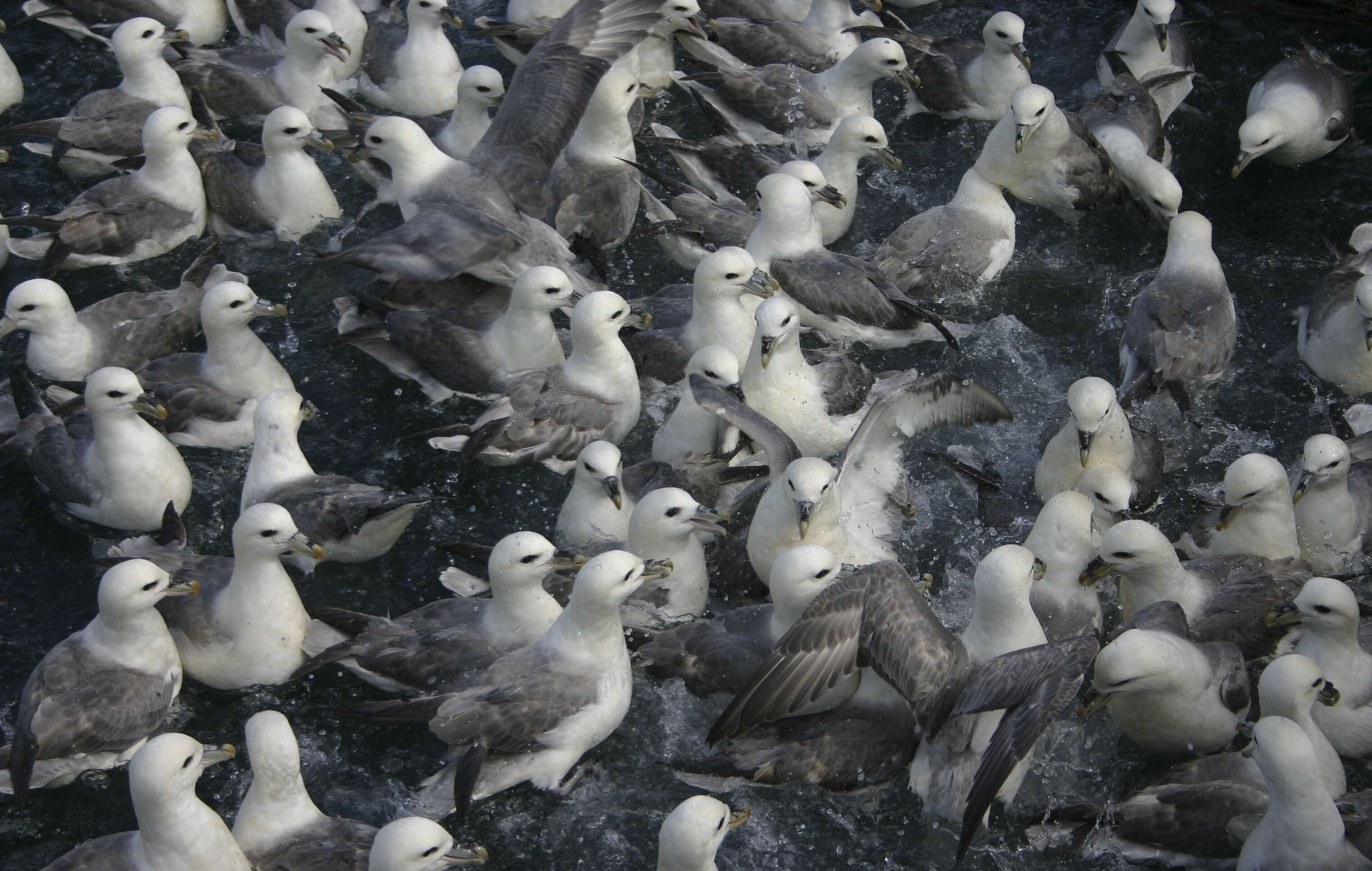 Image of Fulmar