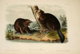 Image of beavers