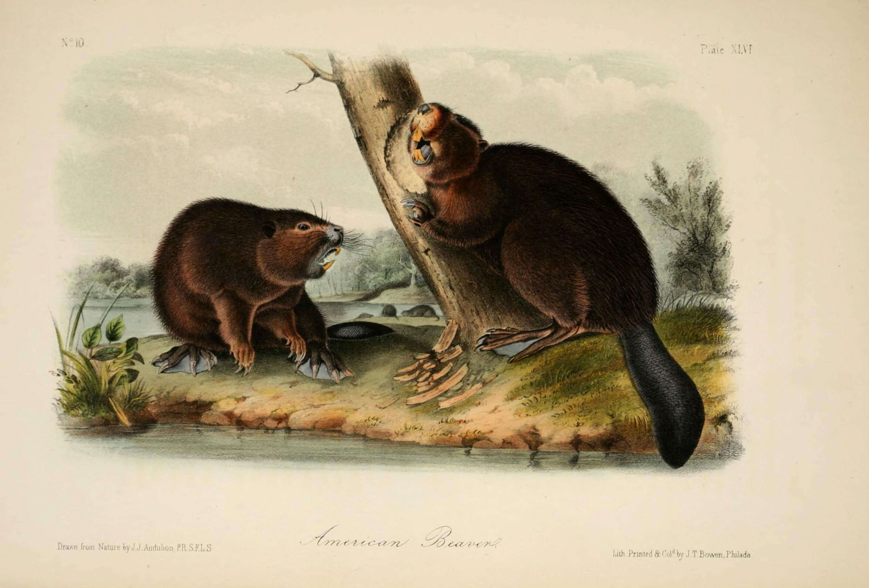 Image of beavers, gophers, kangaroo rats, pocket mice, and relatives