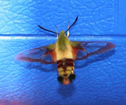 Image of Hummingbird Clearwing