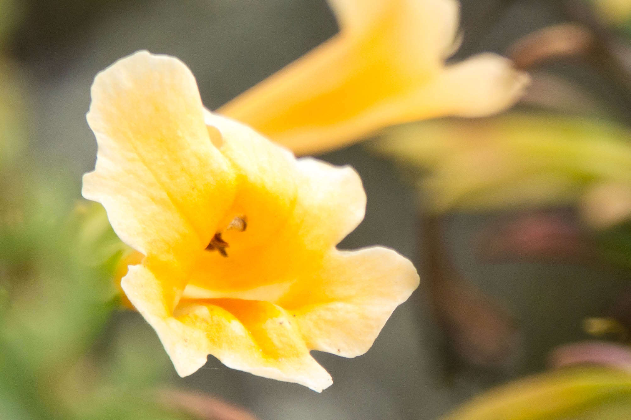 Image of Orange Bush-Monkey-Flower