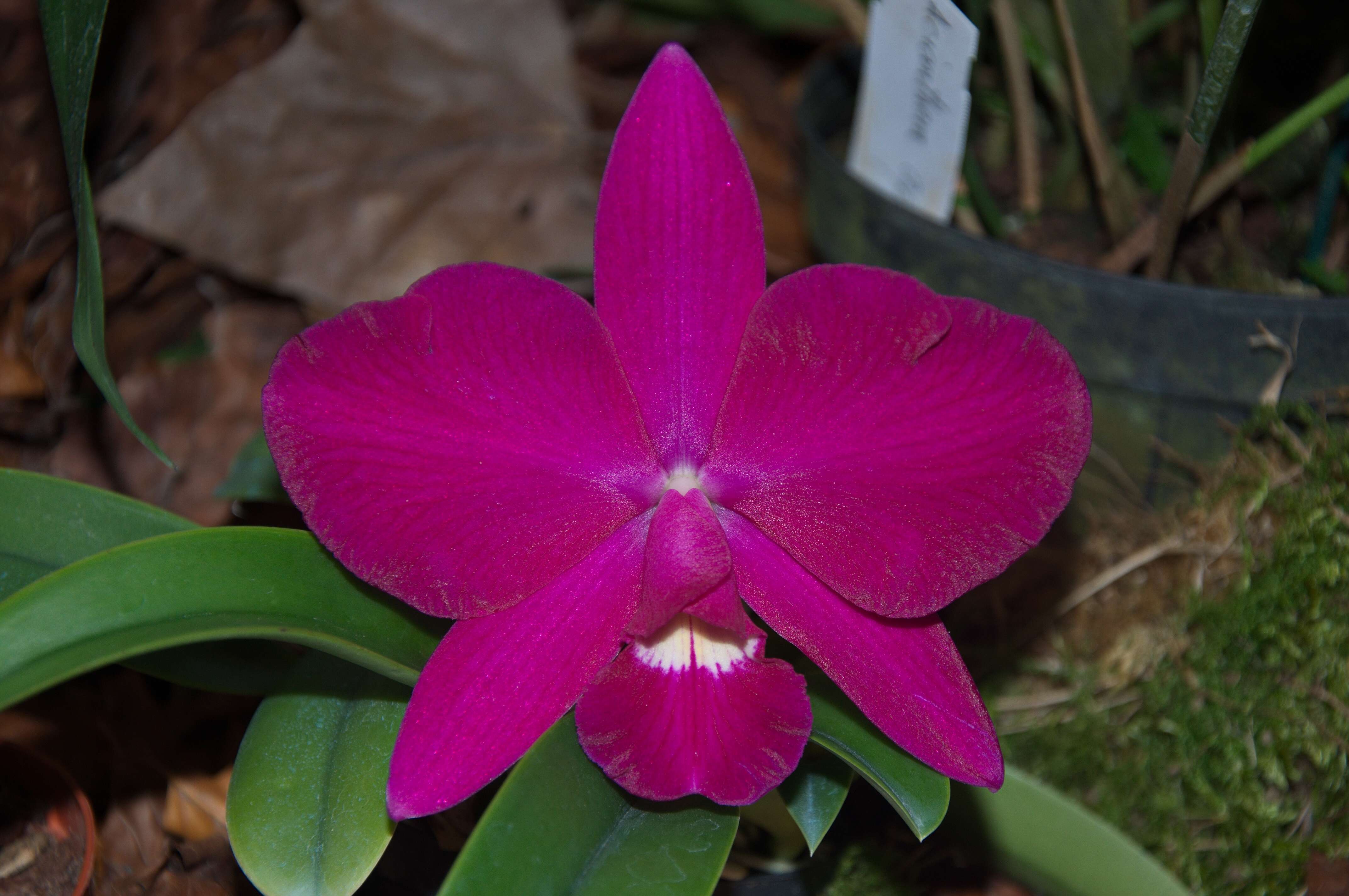 Image de Orchidaceae