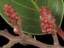 Image of sumac