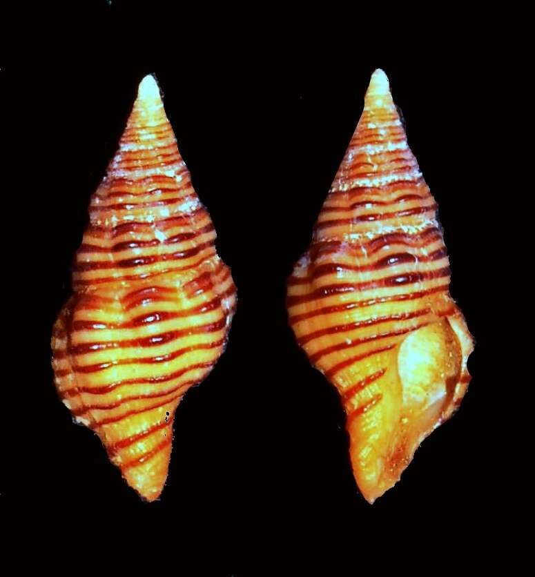 Image of Pseudomelatomidae J. P. E. Morrison 1966