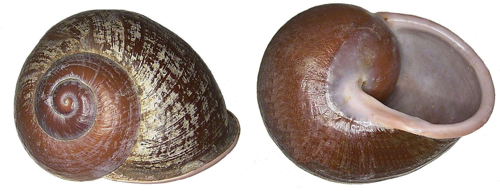 Sivun <i>Calocochlea cryptica</i> kuva