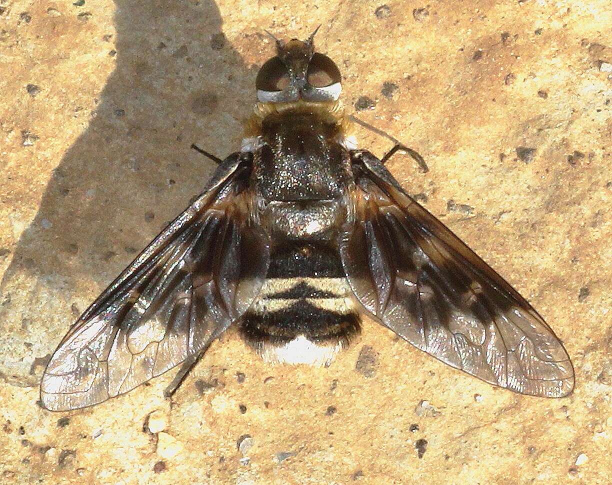 Image of bee flies