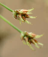 Image of Hedgehog Wood-Rush