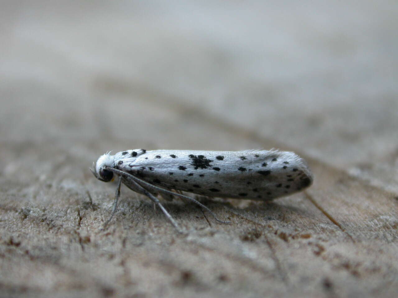 Image of black-tipped ermine