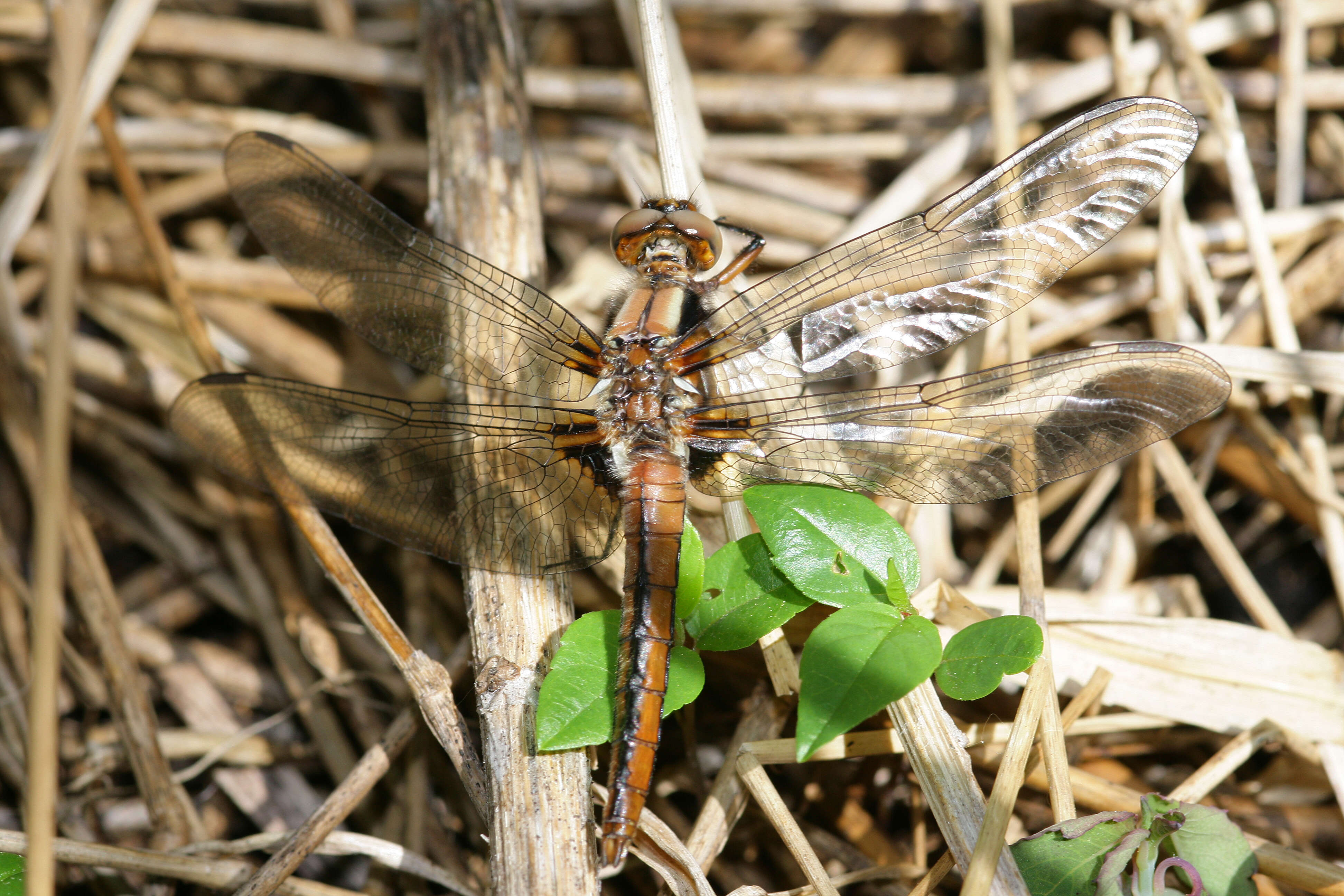 Image of dragonflies