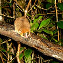 Image of Microcebus Rufous