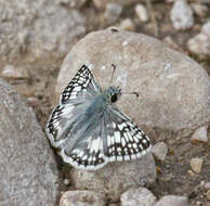 Image of Common Checkered Skipper