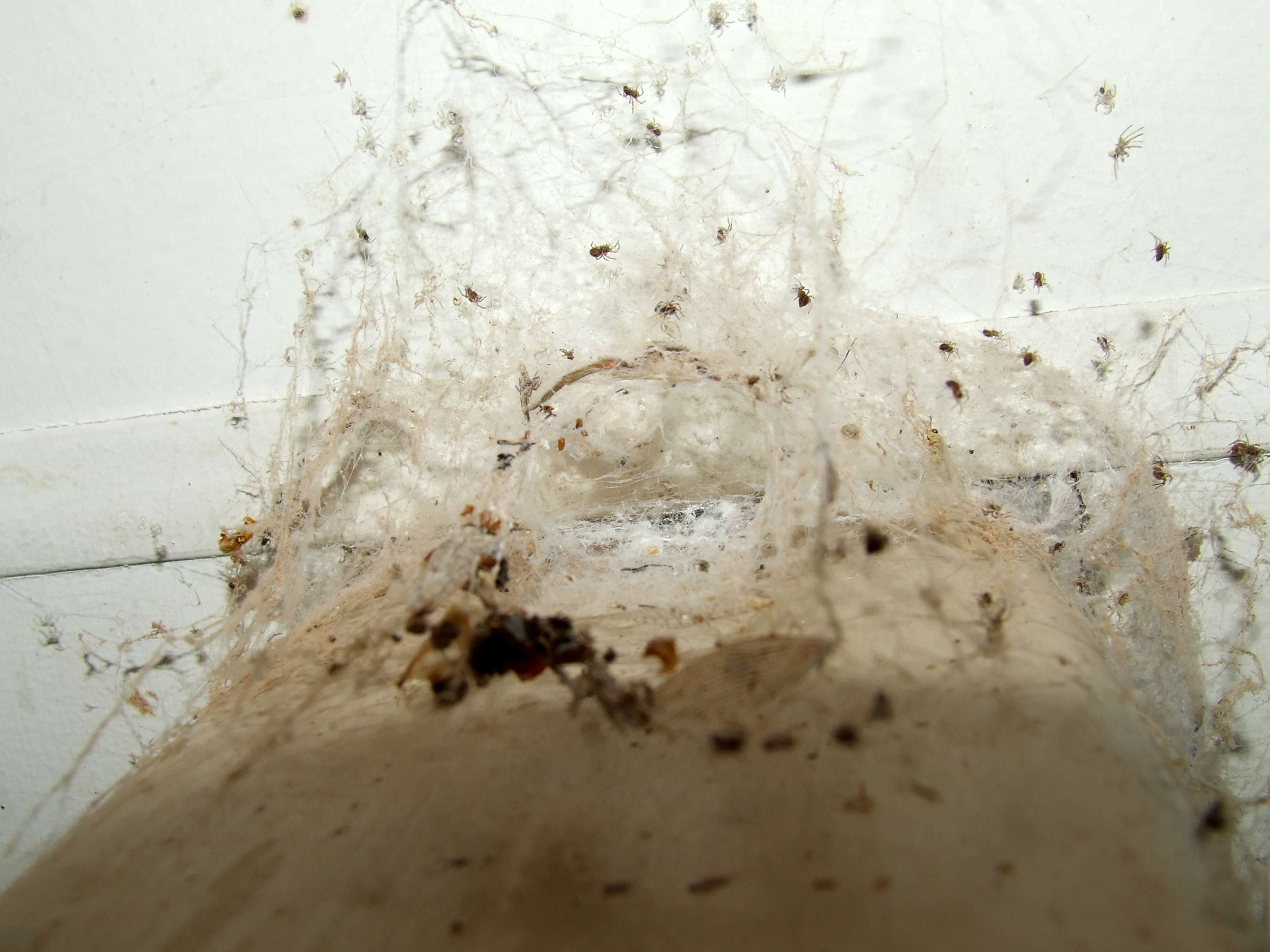 Image of desid spiders