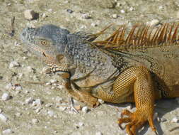 Image of Green Iguana