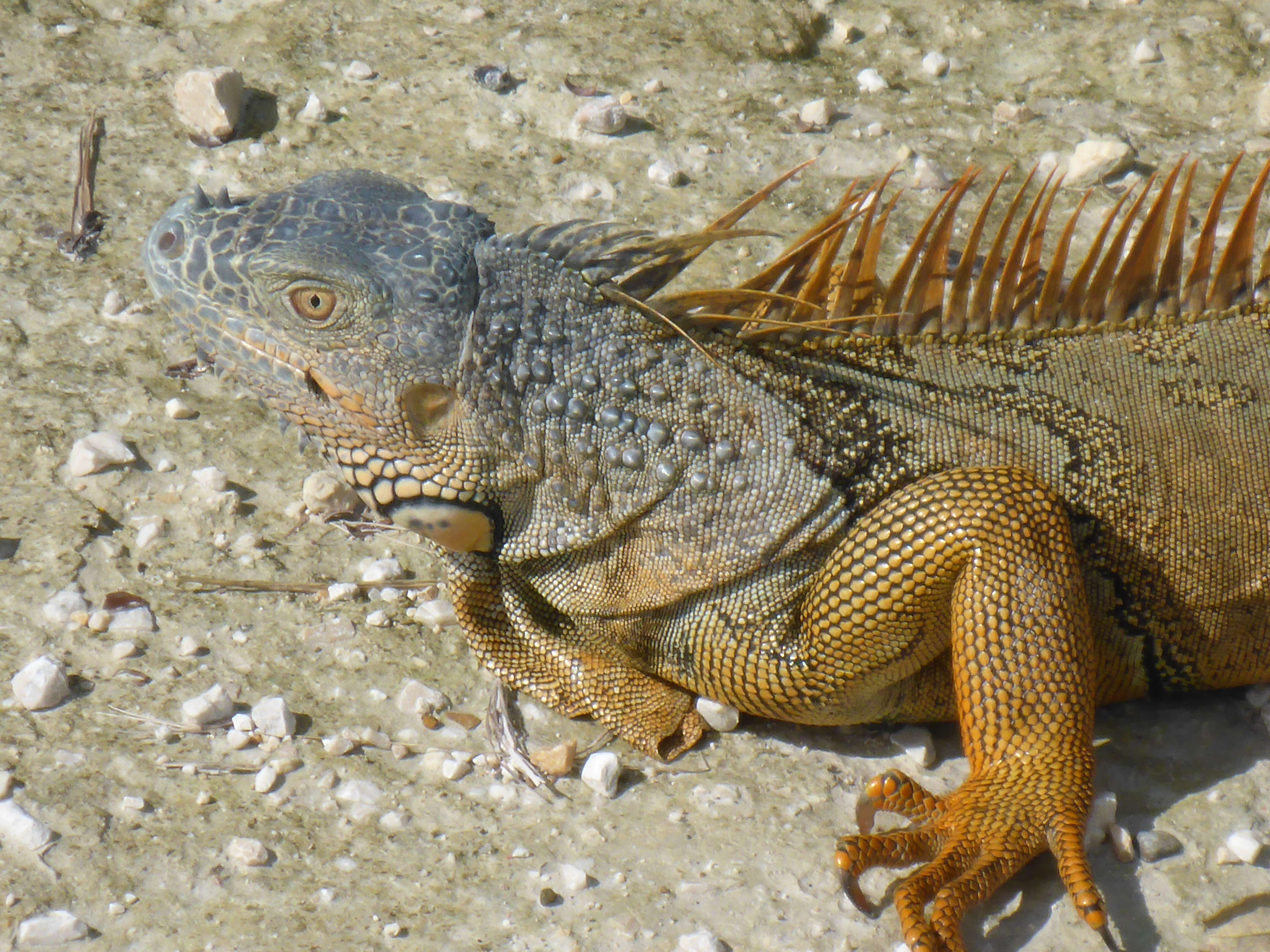 Image of Green Iguana