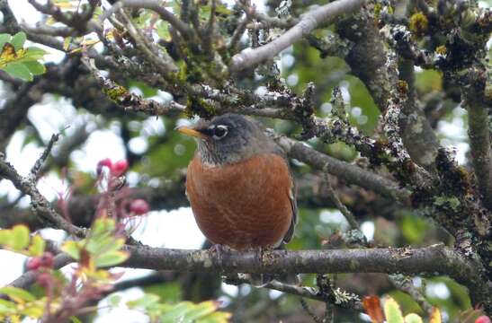 Image of American Robin