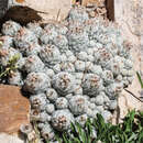 Image of Lee pincushion cactus