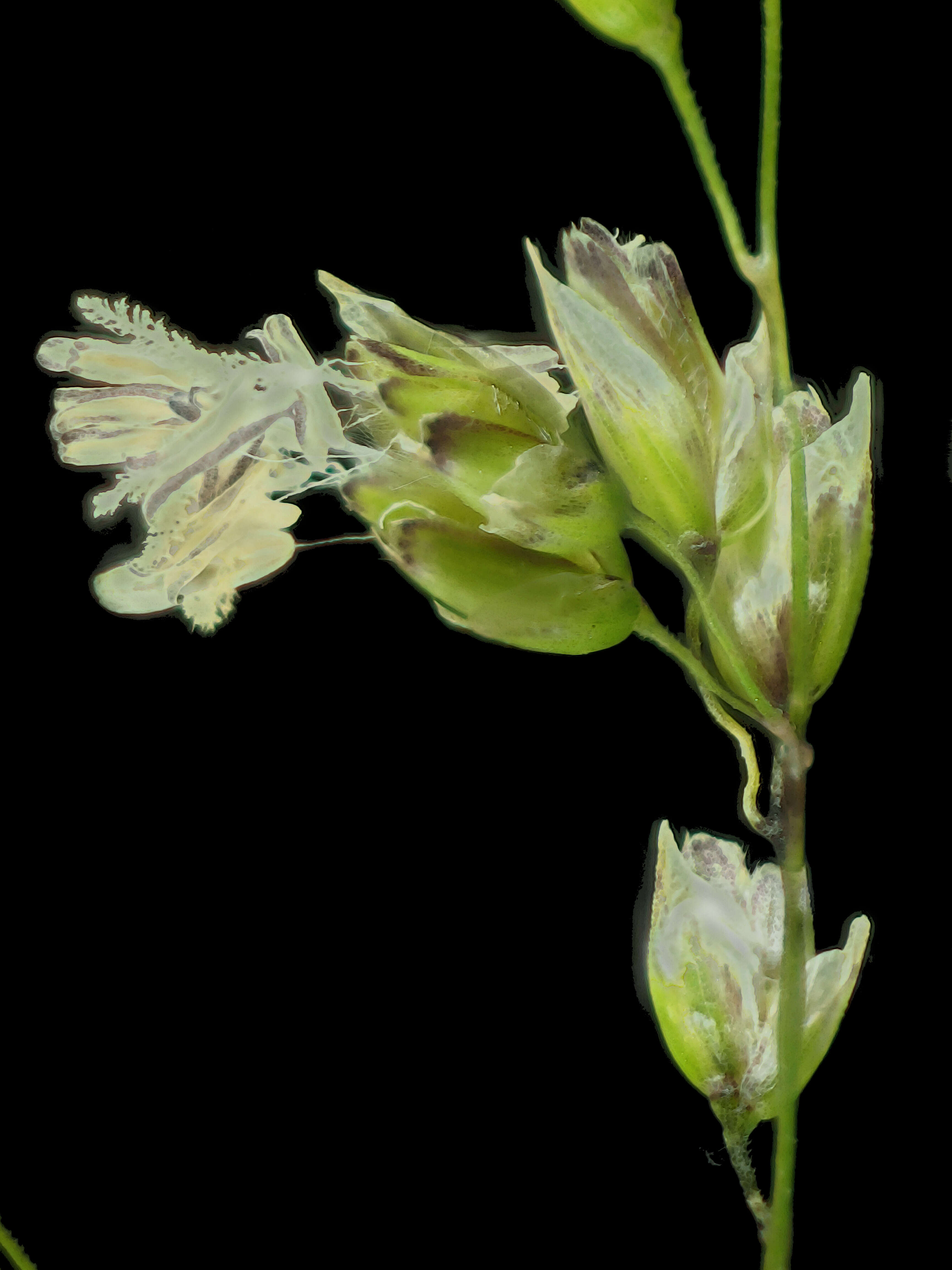 Image of Vernal Grasses