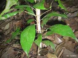 Image of Kola nut