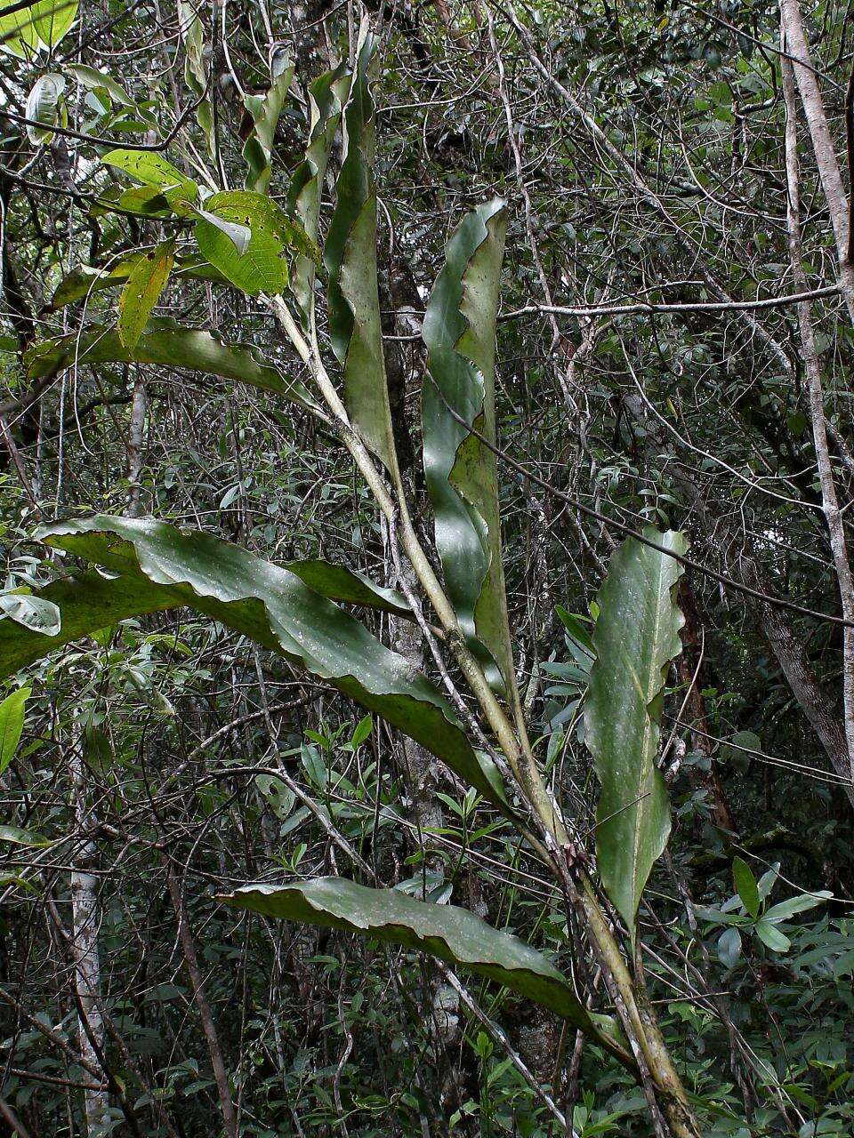 Image of jenjibre-de-jardin