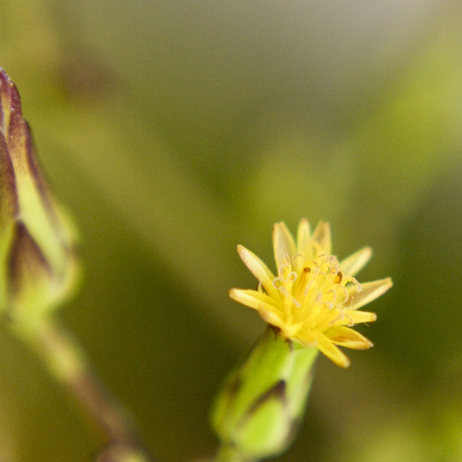 Imagem de Lactuca canadensis L.