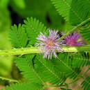 Image of Mimosa invisa Colla
