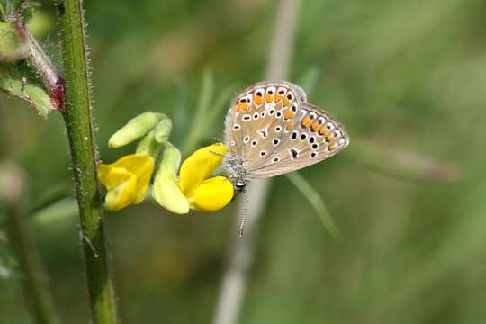 Image of common blue