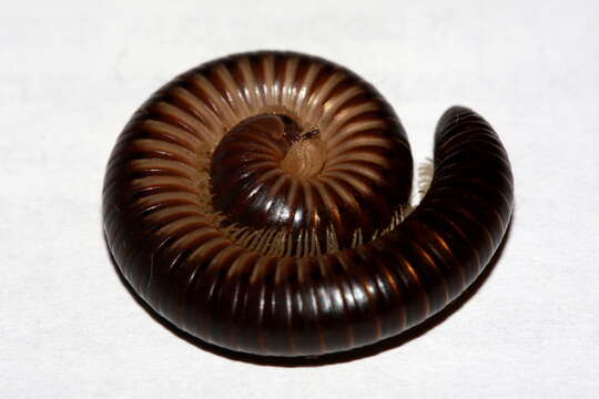 Image of Julidae