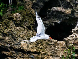 Image of Red-billed Tropicbird