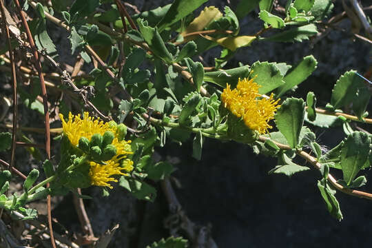 Image de Isocoma menziesii var. sedoides (E. Greene) G. L. Nesom