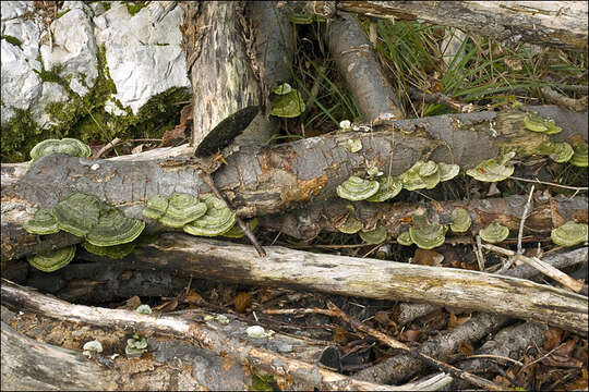 Image of Trametes hirsuta (Wulfen) Lloyd 1924