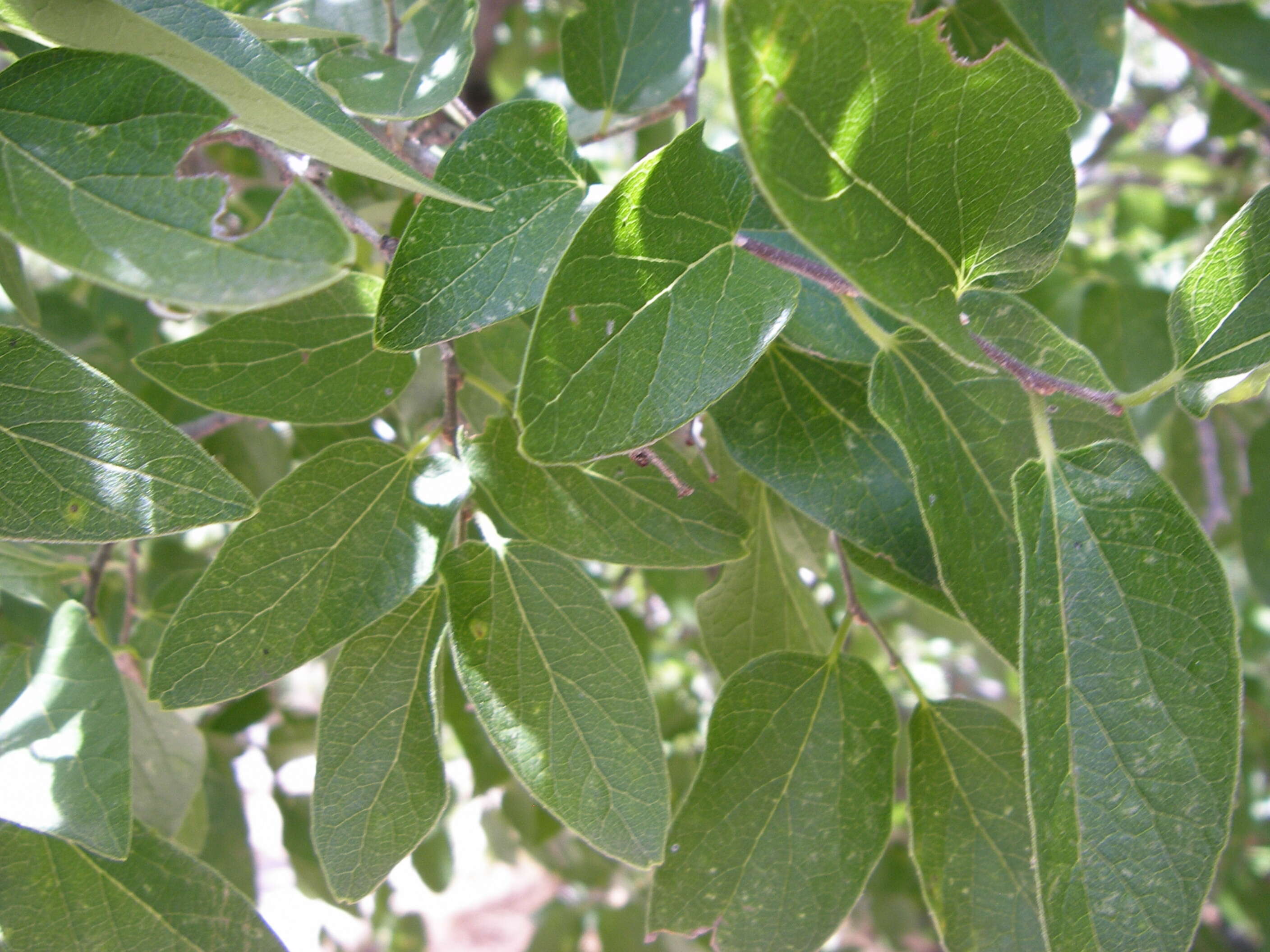 Sivun Magnoliophyta kuva