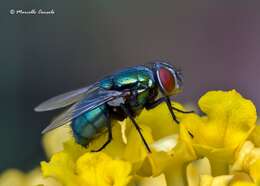 Image of blow flies