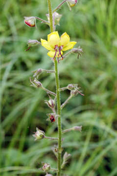 Imagem de Verbascum blattaria L.