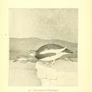 Image of Lagopus muta evermanni Elliot & DG 1896