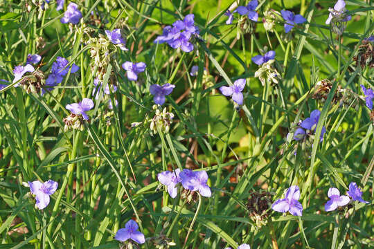 Image de Tradescantia