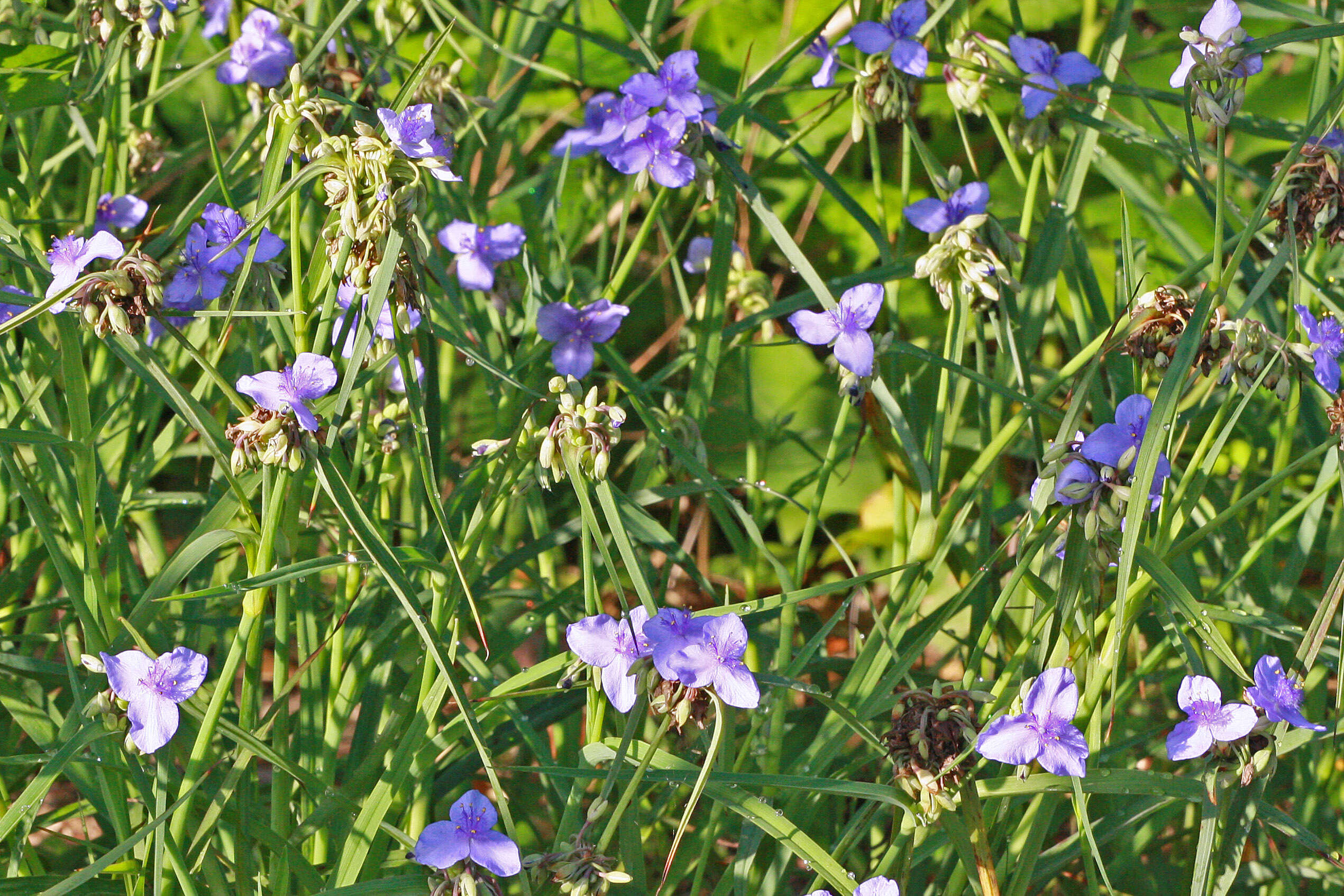 Image de Tradescantia