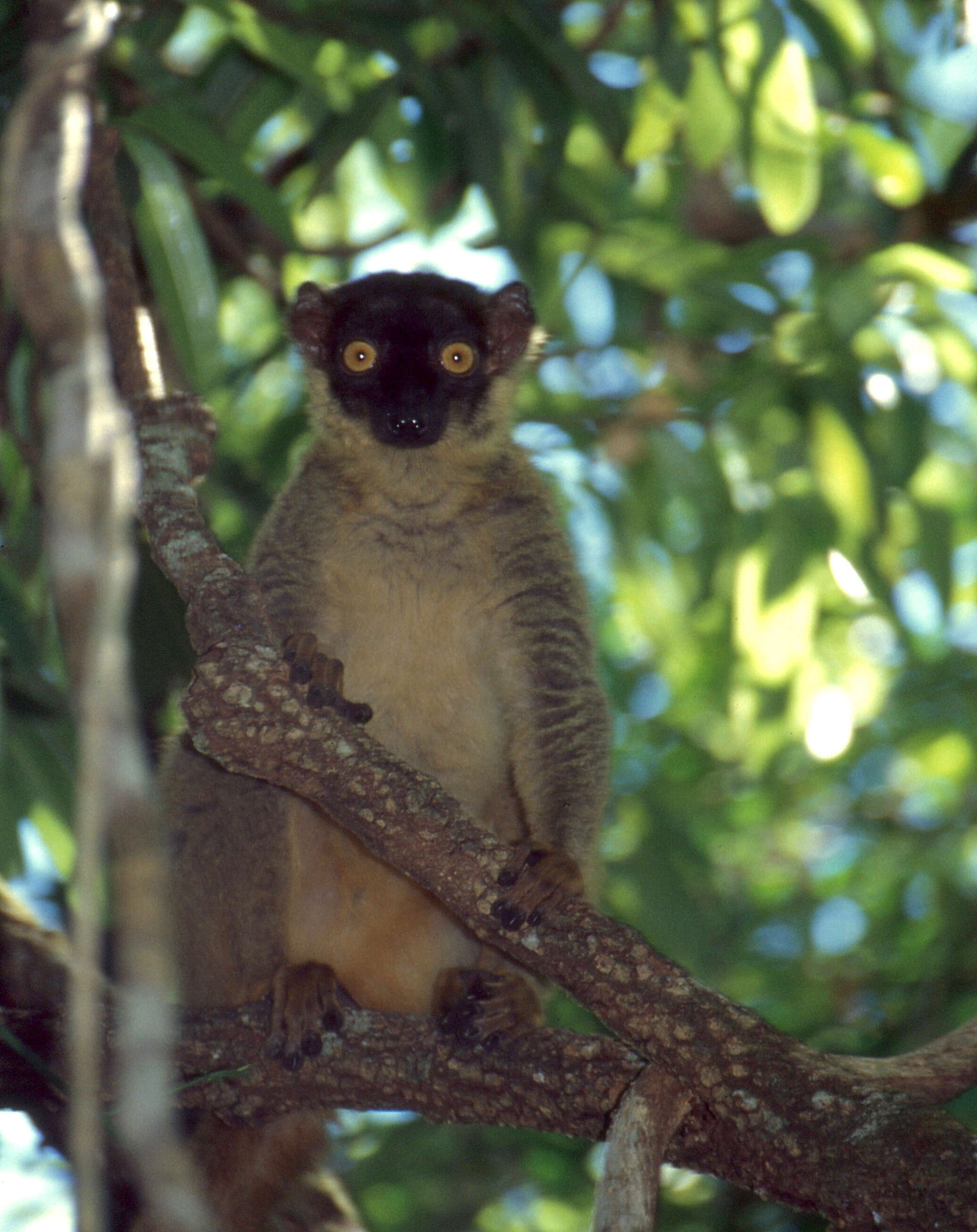 Image of brown lemur