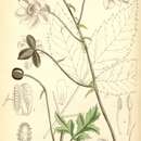 Sivun Anemonopsis macrophylla Sieb. & Zucc. kuva