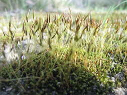 Image of Syntrichia antarctica Zander 1993