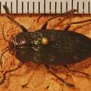 Sivun Baudonisia villosiventris (Chevrolat 1838) kuva