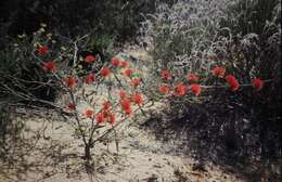 Image of Sand bottlebrush