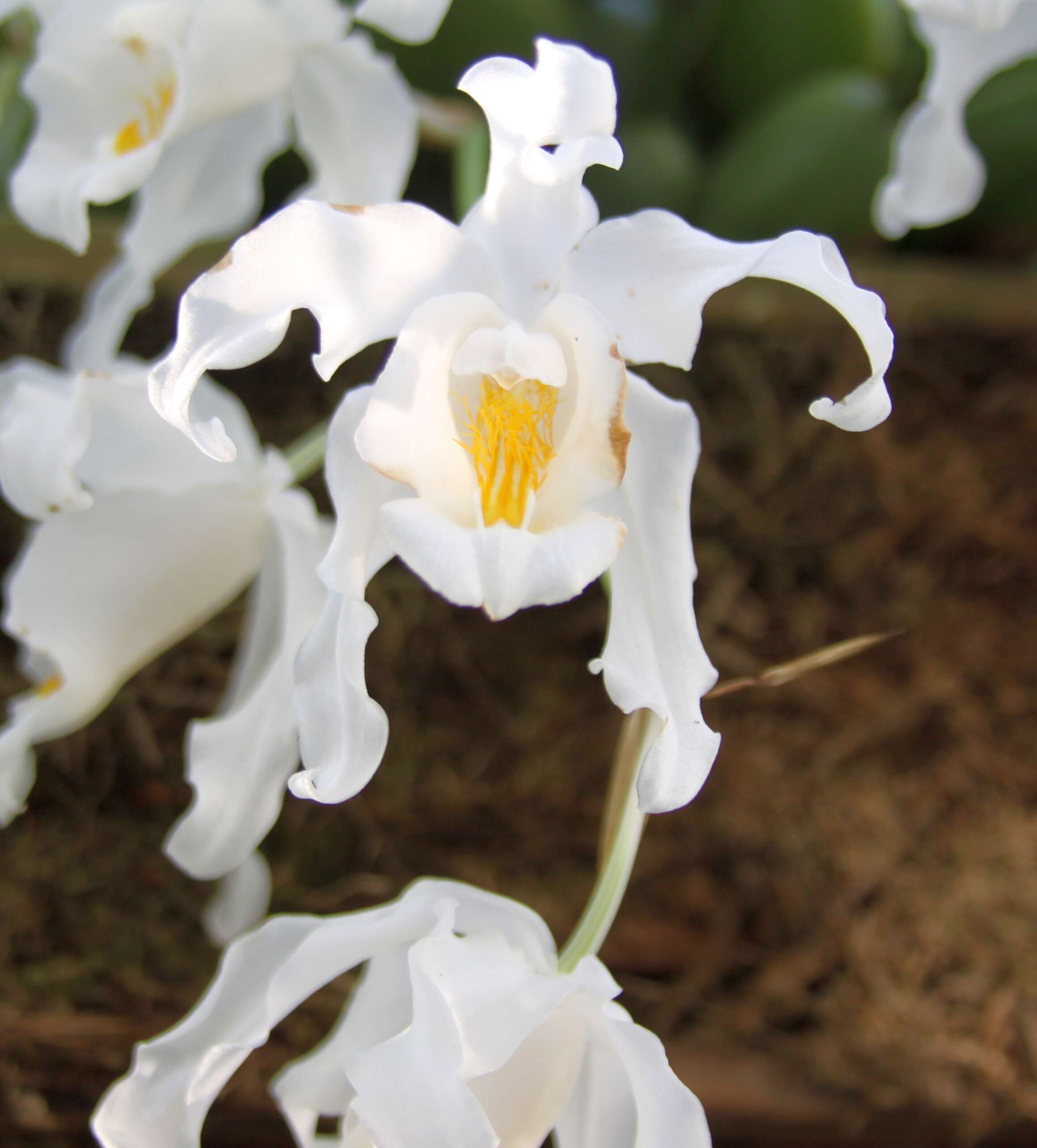 Image of coelogyne orchid