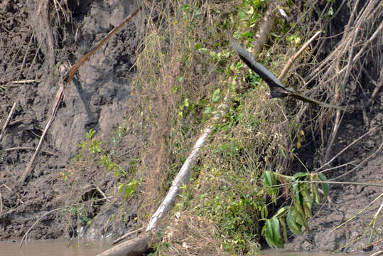 Image of Lesser Yellow-headed Vulture