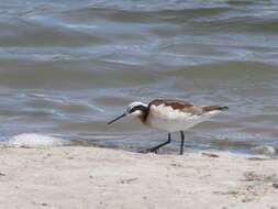 Image of Wilson's Phalarope