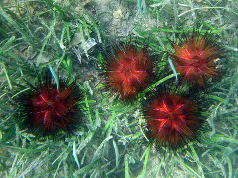 Image of Acroechinoidea Smith 1981