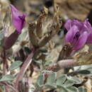 Image of Astragalus newberryi newberryi
